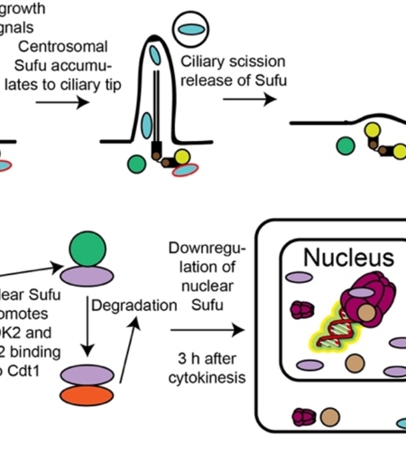生科院张传茂实验室揭示Hedgehog信号通路蛋白Sufu同时负调控中心体复制和DNA复制起始的分子机制