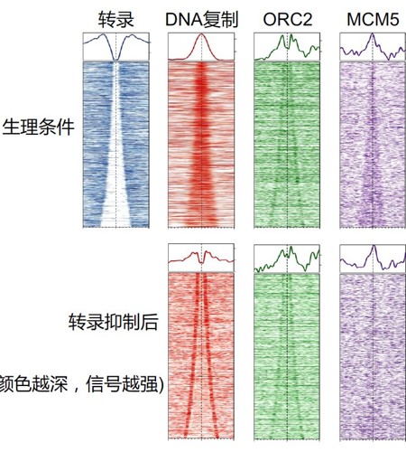 生命科学学院胡家志实验室揭示转录调节DNA复制起始的分子机制