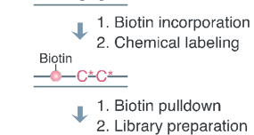 生命科学学院伊成器课题组开发胞嘧啶碱基编辑器脱靶效应检测的新工具