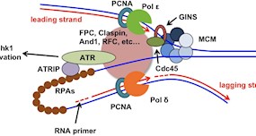 生命科学学院孔道春实验室揭示真核细胞维持DNA复制叉稳定的核心机制