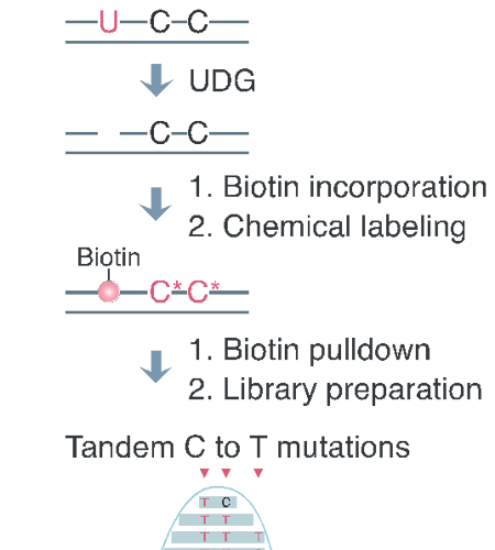 生命科学学院伊成器课题组开发胞嘧啶碱基编辑器脱靶效应检测的新工具